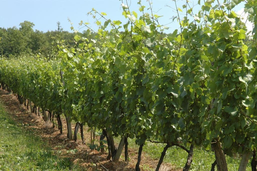 Chambres Sous Les Vignes Du Buttois Bussy-le-Grand Dış mekan fotoğraf